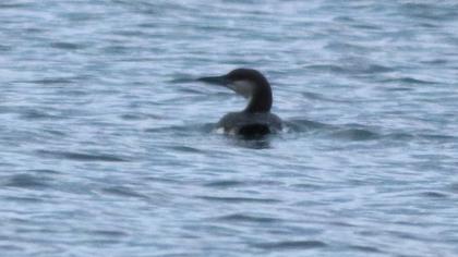 Karagerdanlı dalgıç