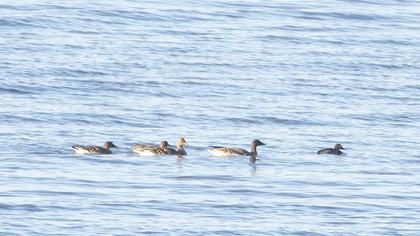 Tarla kazı