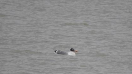 Büyük karabaş martı