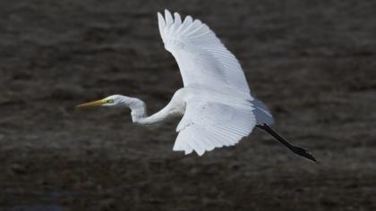 Büyük ak balıkçıl