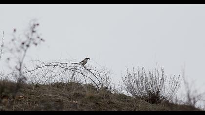 Büyük örümcekkuşu