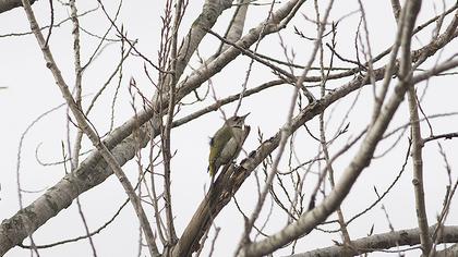 Küçük yeşil ağaçkakan