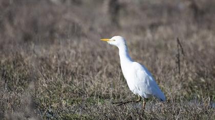 Sığır balıkçılı