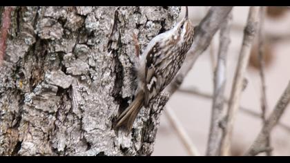 Bahçe tırmaşıkkuşu
