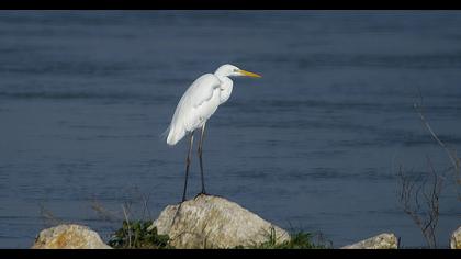 Büyük ak balıkçıl
