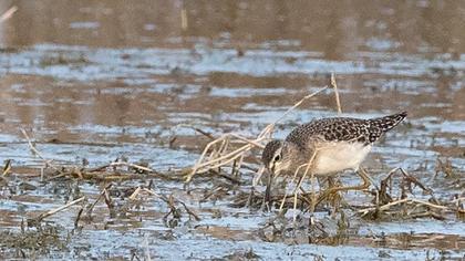 Orman düdükçünü