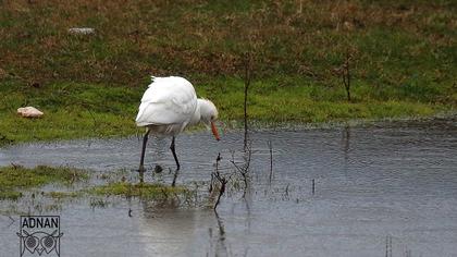Sığır balıkçılı