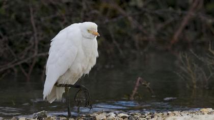 Sığır balıkçılı