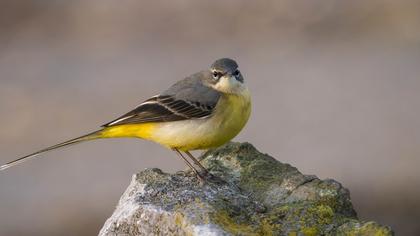 Dağ kuyruksallayanı