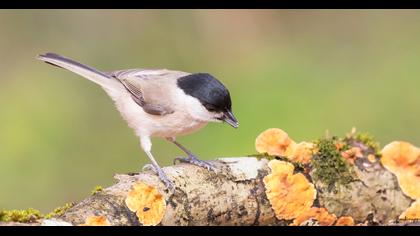 Kayın baştankarası