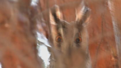 Kulaklı orman baykuşu