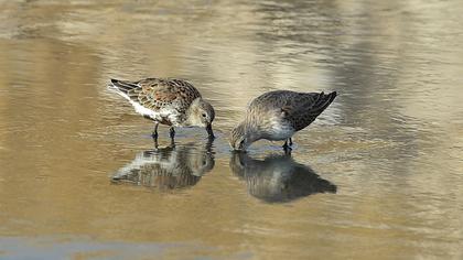 Karakarınlı kumkuşu