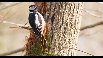 Orman alaca ağaçkakanı
