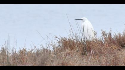Küçük ak balıkçıl