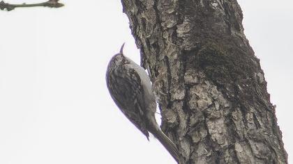 Bahçe tırmaşıkkuşu