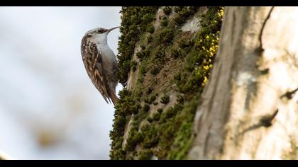 Bahçe tırmaşıkkuşu