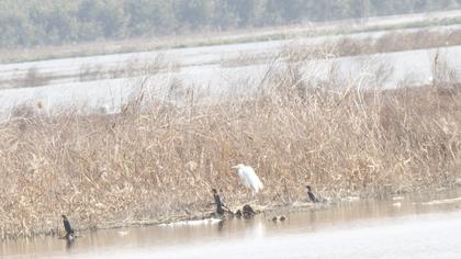 Büyük ak balıkçıl