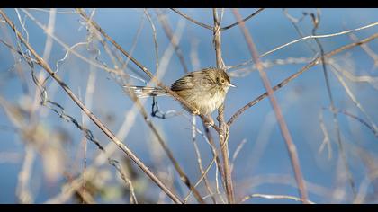 Dikkuyruklu ötleğen