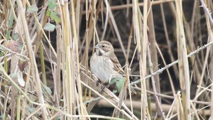 Bataklık Kirazkuşu