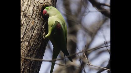 İskender papağanı