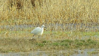 Küçük ak balıkçıl