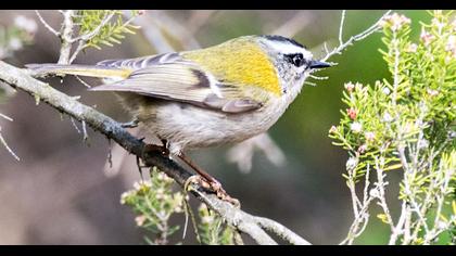 Sürmeli çalıkuşu