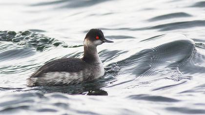 Karaboyunlu batağan