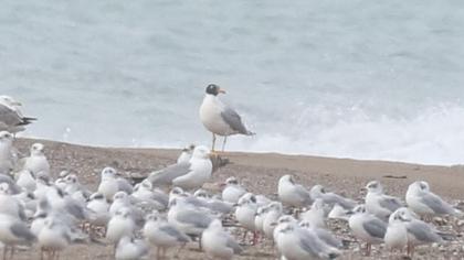 Büyük karabaş martı