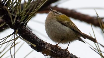 Sürmeli çalıkuşu