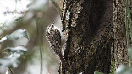 Orman tırmaşıkkuşu