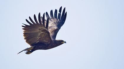 Büyük orman kartalı