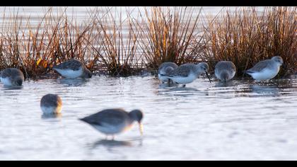 Karakarınlı kumkuşu