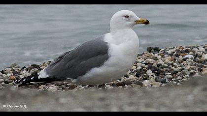 Van gölü martısı