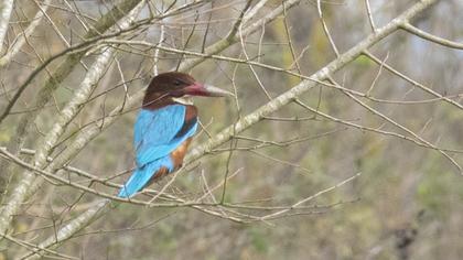 İzmir yalıçapkını