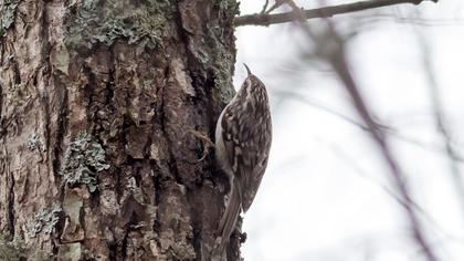 Bahçe tırmaşıkkuşu