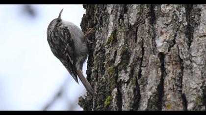 Orman tırmaşıkkuşu