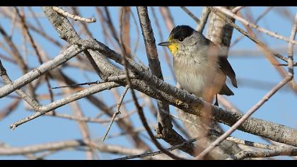 Karabaşlı ötleğen