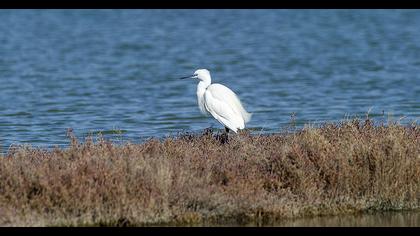 Küçük ak balıkçıl