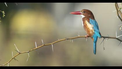 İzmir yalıçapkını