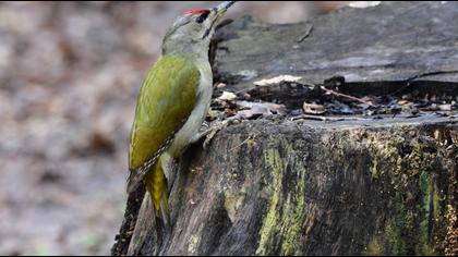 Küçük yeşil ağaçkakan