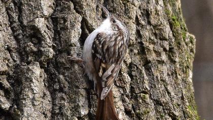Bahçe tırmaşıkkuşu