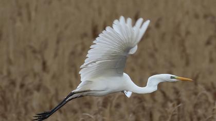 Büyük ak balıkçıl