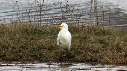 Sığır balıkçılı