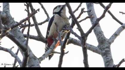 Orman alaca ağaçkakanı