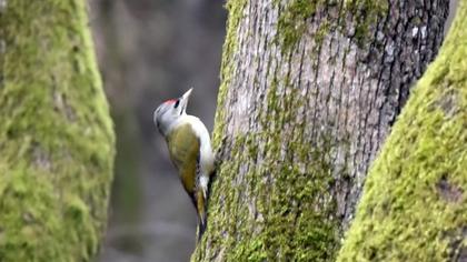 Küçük yeşil ağaçkakan