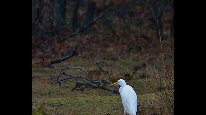 Büyük ak balıkçıl