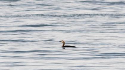 Karagerdanlı dalgıç