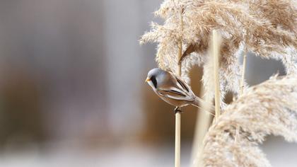 Bıyıklı baştankara