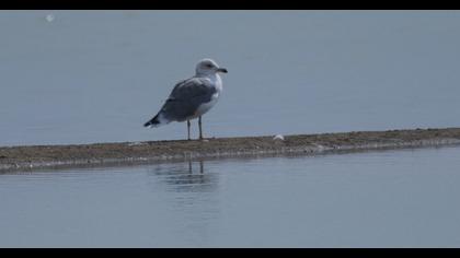 Van gölü martısı