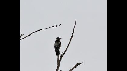 Küçük ağaçkakan